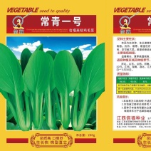 常青一号鸡毛菜种子