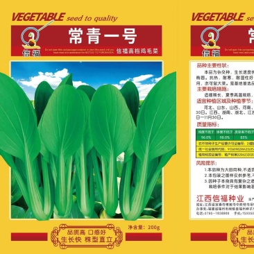 常青一号鸡毛菜种子