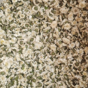 黄山贡菊一手货源量大从优！欢迎订购。