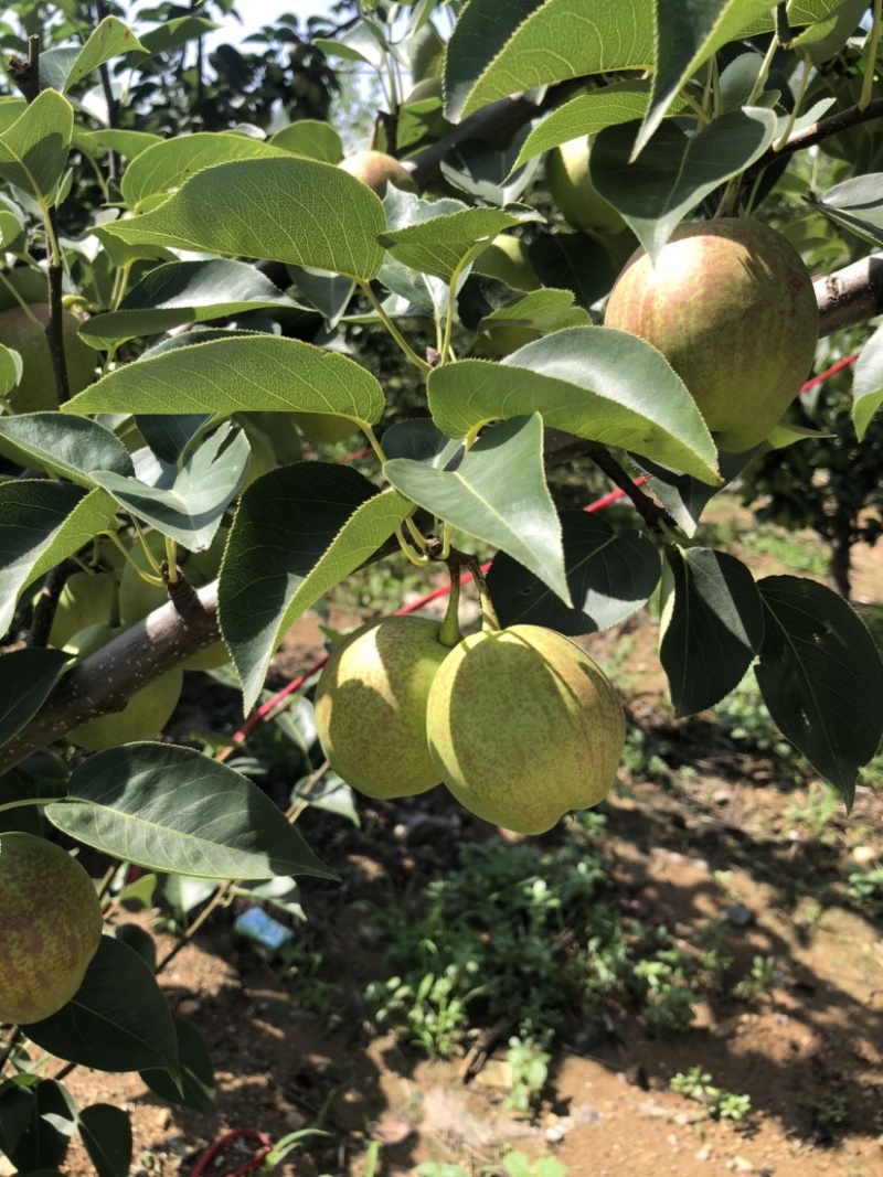 回韵香酥还有二十多天上市大量现货又脆又甜