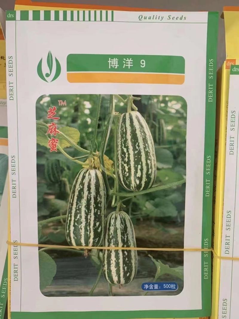 嫁接博洋九甜瓜苗直播苗品质保证苗场直发技术指导