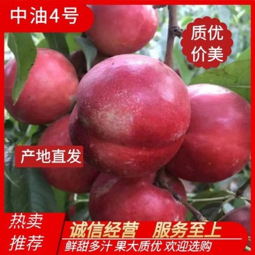 精品中油4号油桃大量供应品质保障甜美多汁欢迎选购