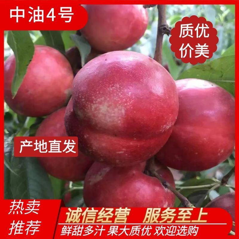 精品中油4号油桃大量供应品质保障甜美多汁欢迎选购