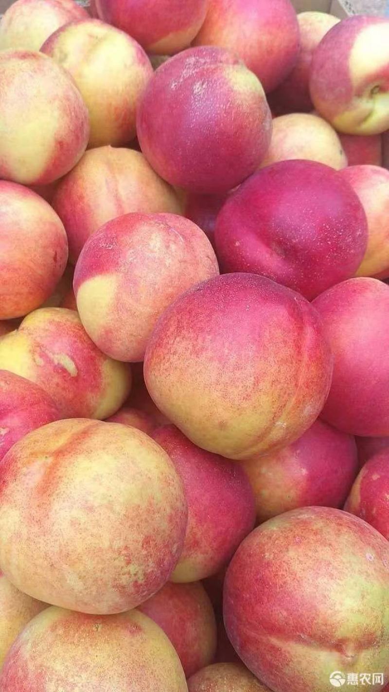 精品中油4号油桃大量供应品质保障甜美多汁欢迎选购