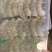沃洋手剥虾仁青虾仁抖音同款***