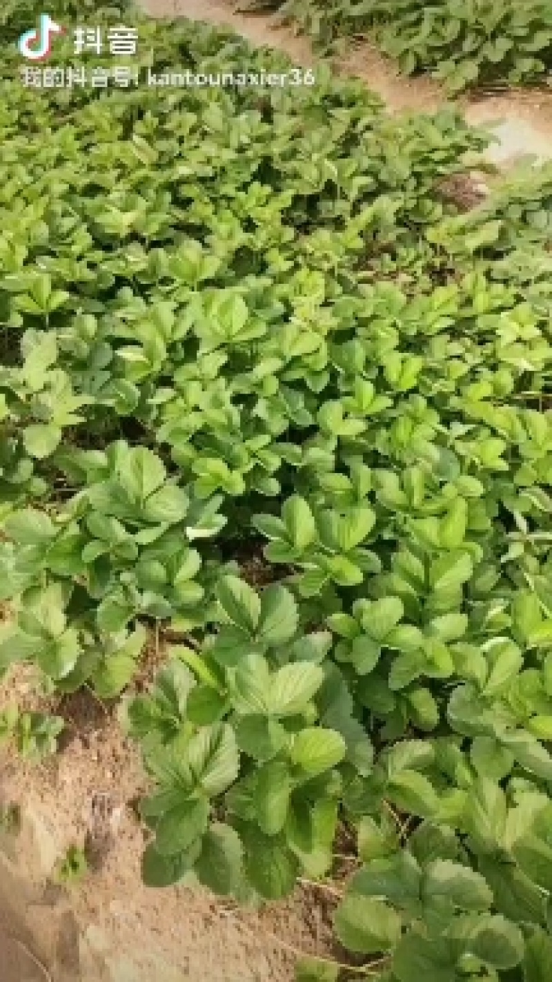 大量出售草莓苗品种有天仙醉，贵妃，妙香，奇缘