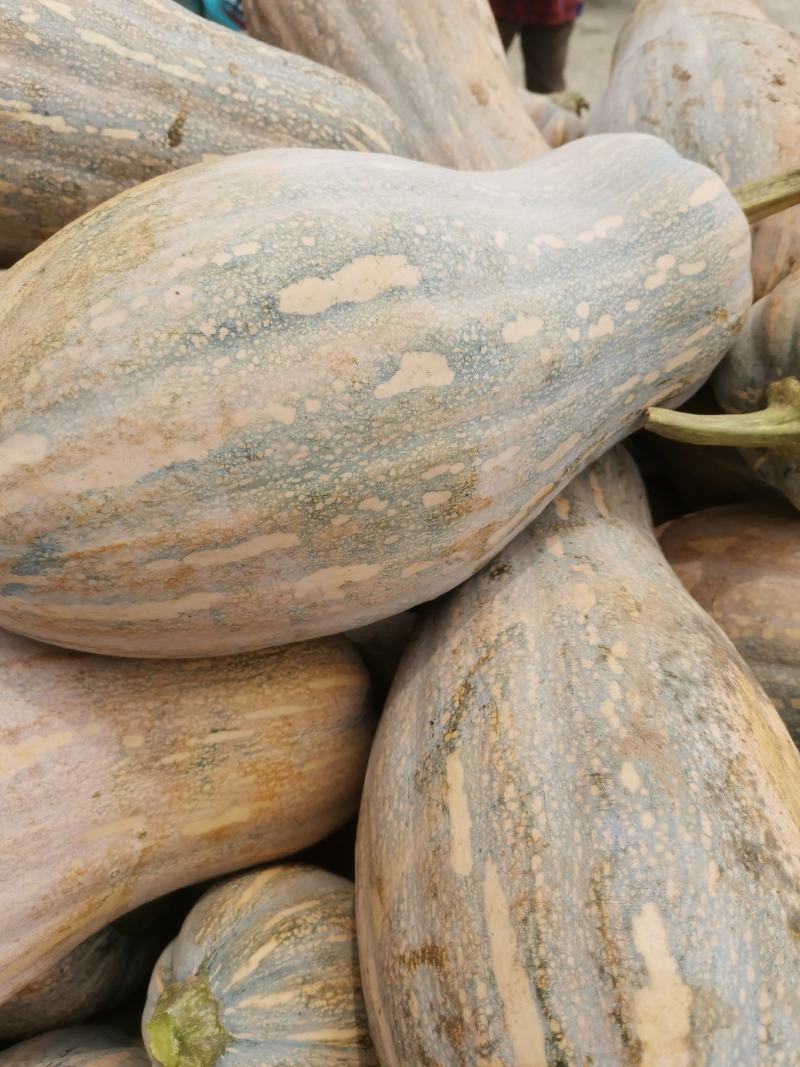 老南瓜