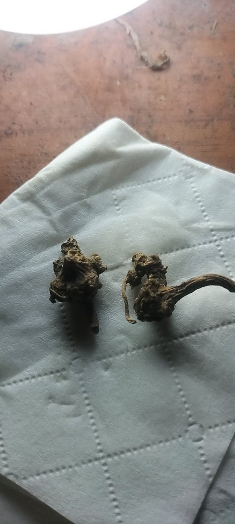 野生珠子参纽子七珍贵药材数量有限欢迎联系