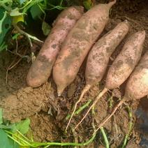 【优选】河北沙地龙薯九红薯大量上市，，全国发货物美价廉