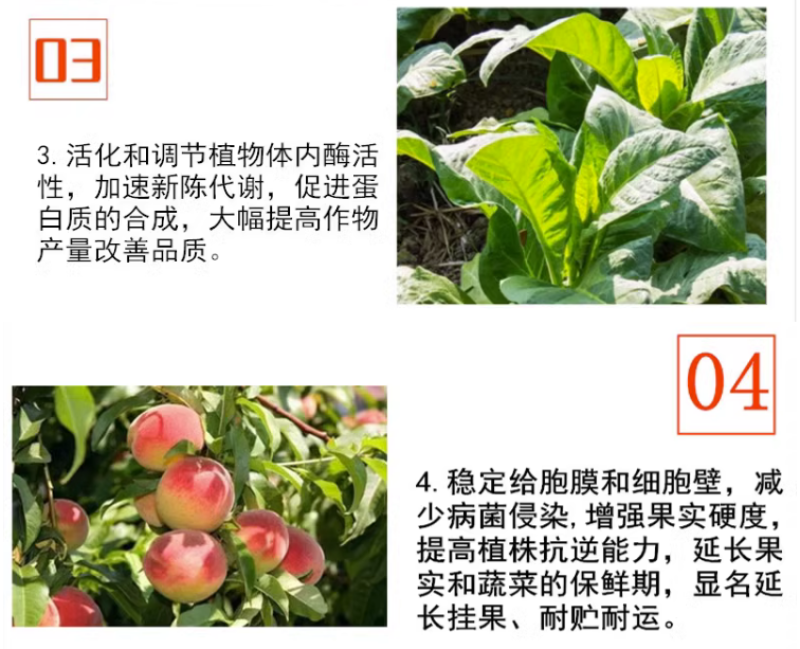 植物抗晒素柑橘辣椒预防日灼热灼病太阳果降温防晒耐高温