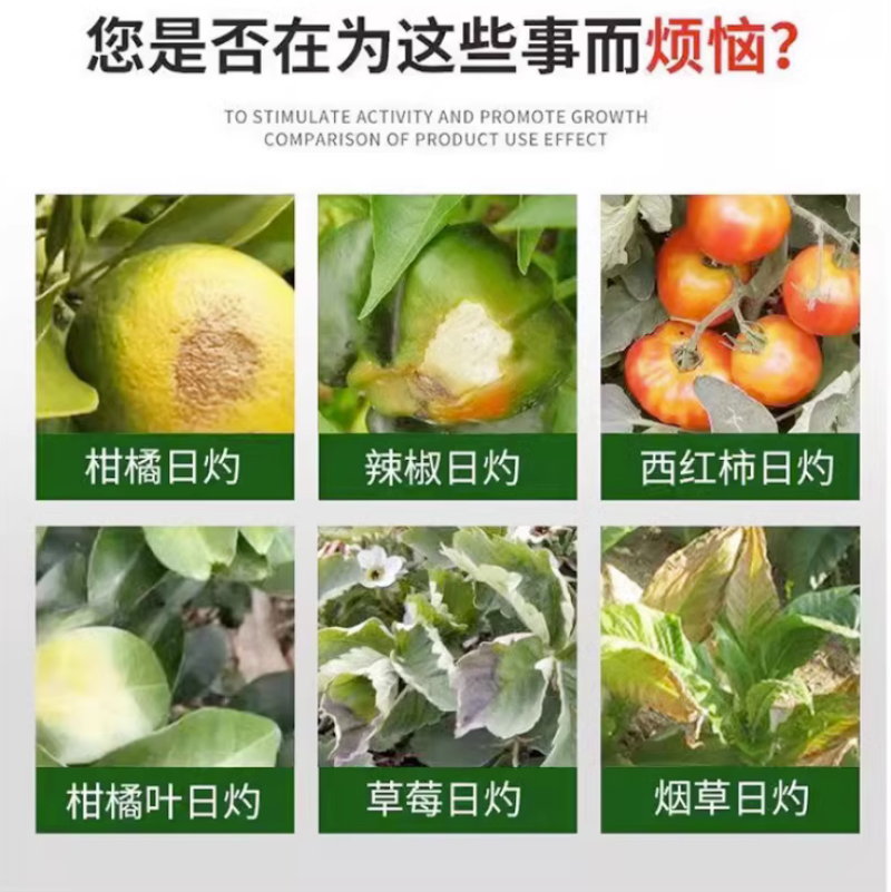 植物抗晒素柑橘辣椒预防日灼热灼病太阳果降温防晒耐高温