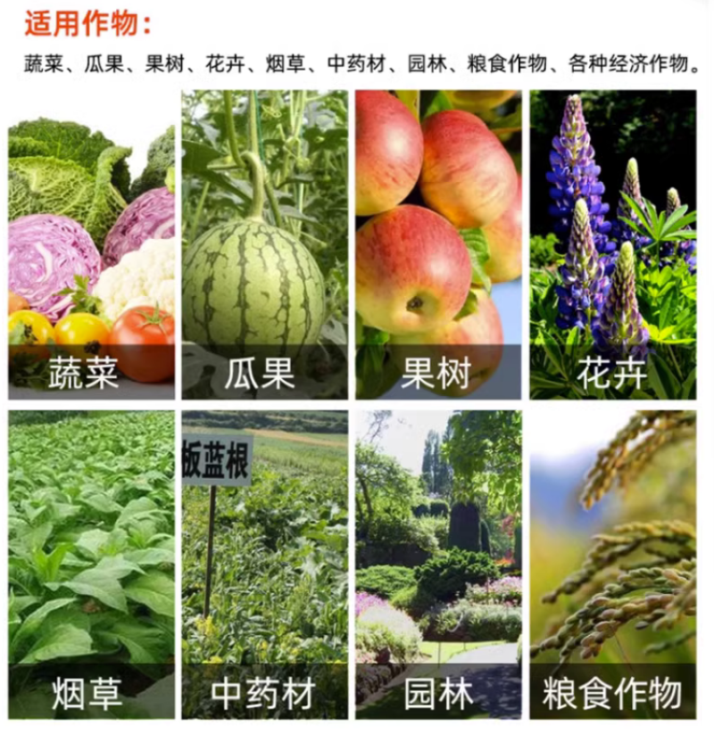 植物抗晒素柑橘辣椒预防日灼热灼病太阳果降温防晒耐高温