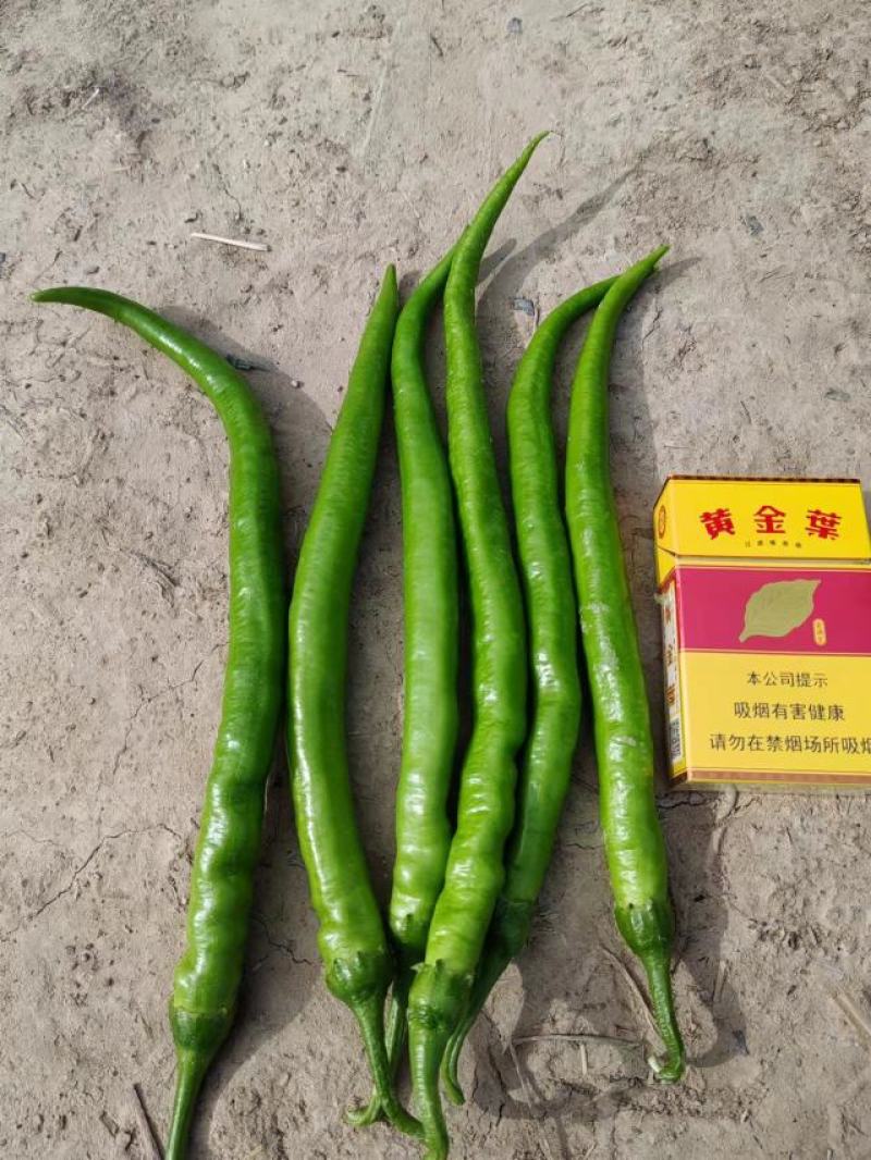 八号黄线椒
