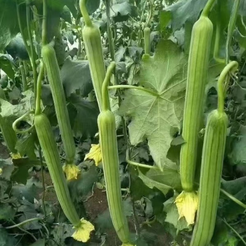 丝瓜苗早熟产量高抗病强苗厂直发品质保证常年有苗