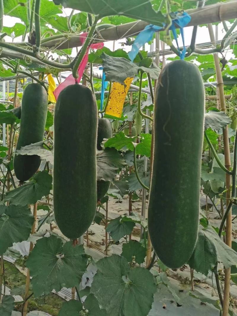 冬瓜苗结瓜密墨绿有光泽产量高早熟抗病强苗厂直发