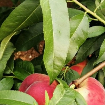 仓方桃子大量上市