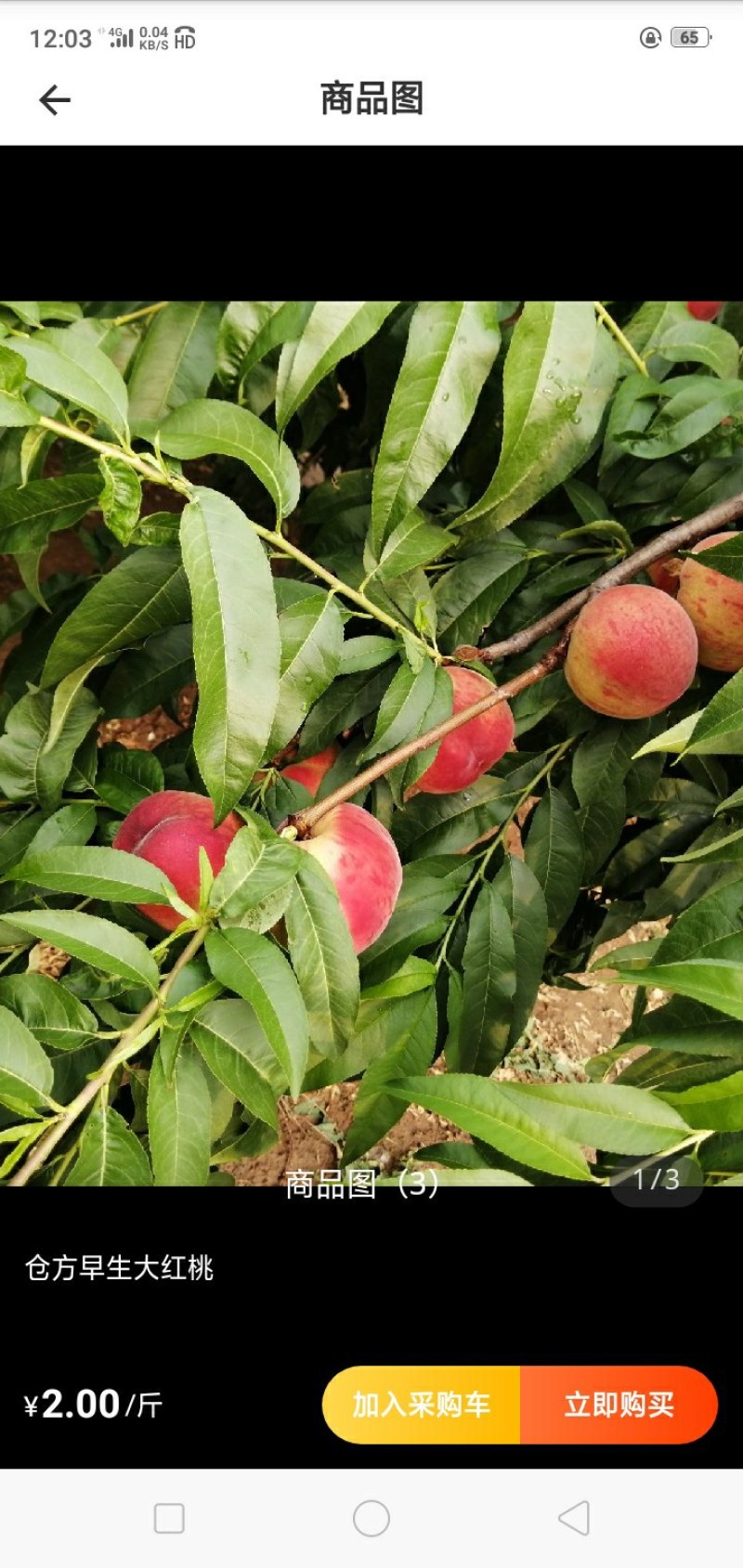 仓方桃子大量上市