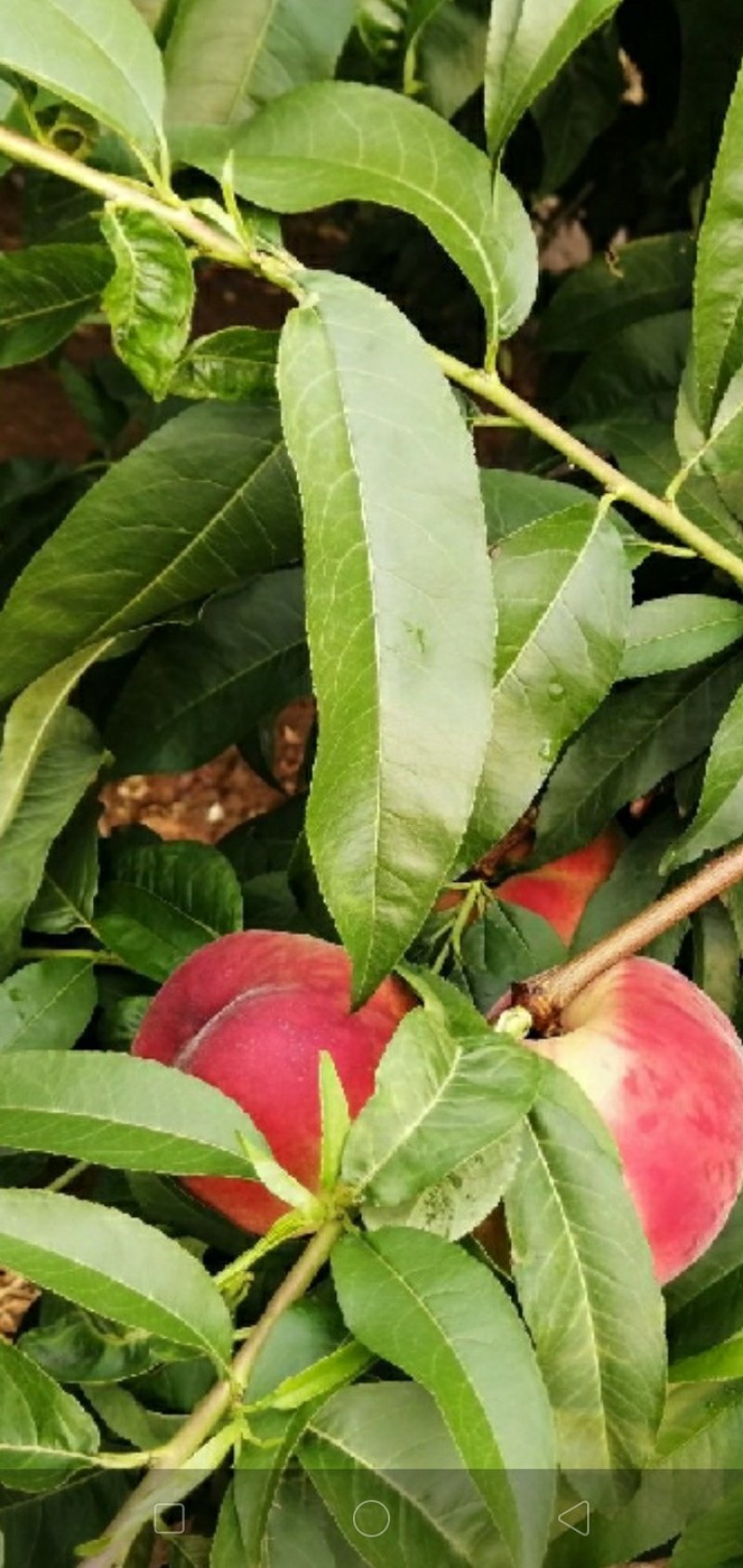 仓方桃子大量上市