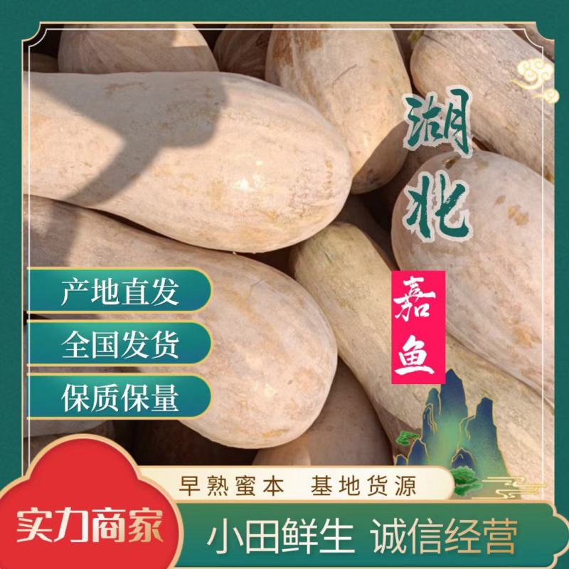 湖北嘉鱼早熟南瓜（王中王）基地货源，保质保量！