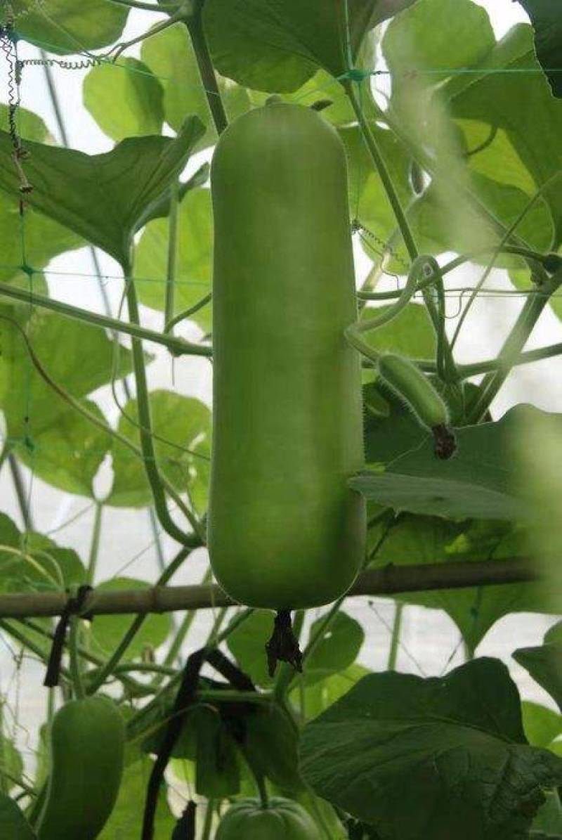 精品瓜类瓠瓜瓠瓜菜产地，精品货源一条龙服务