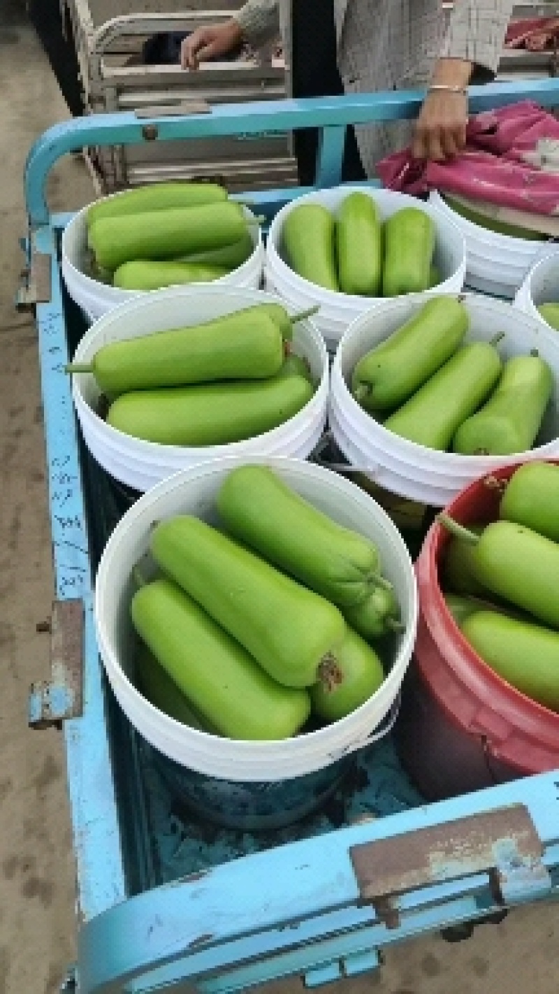 精品瓜类瓠瓜瓠瓜菜产地，精品货源一条龙服务