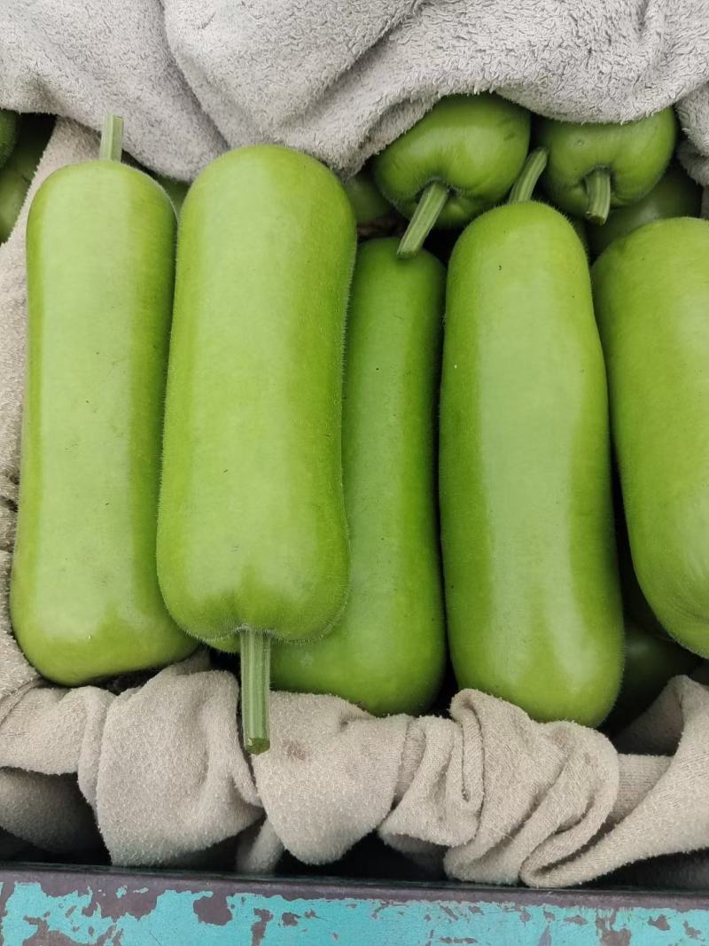 精品瓜类瓠瓜瓠瓜菜产地，精品货源一条龙服务