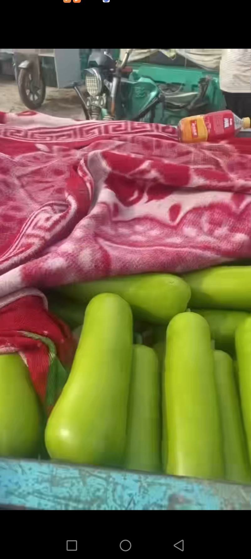 精品瓜类瓠瓜瓠瓜菜产地，精品货源一条龙服务