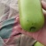 精品瓜类瓠瓜瓠瓜菜产地，精品货源一条龙服务