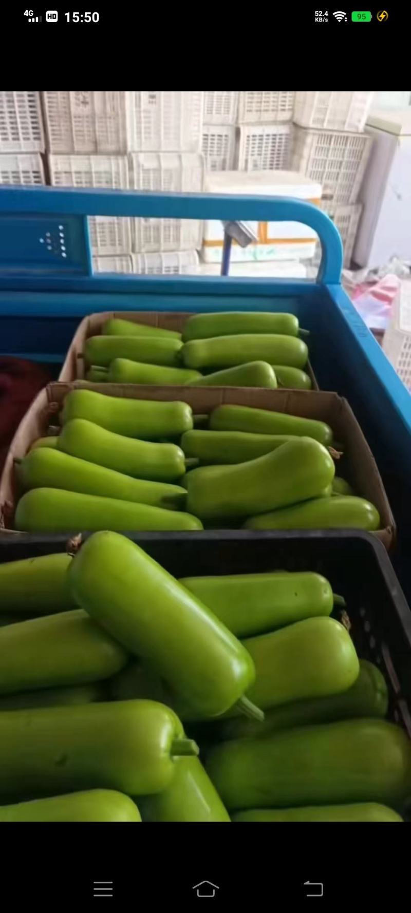 精品瓜类瓠瓜瓠瓜菜产地，精品货源一条龙服务