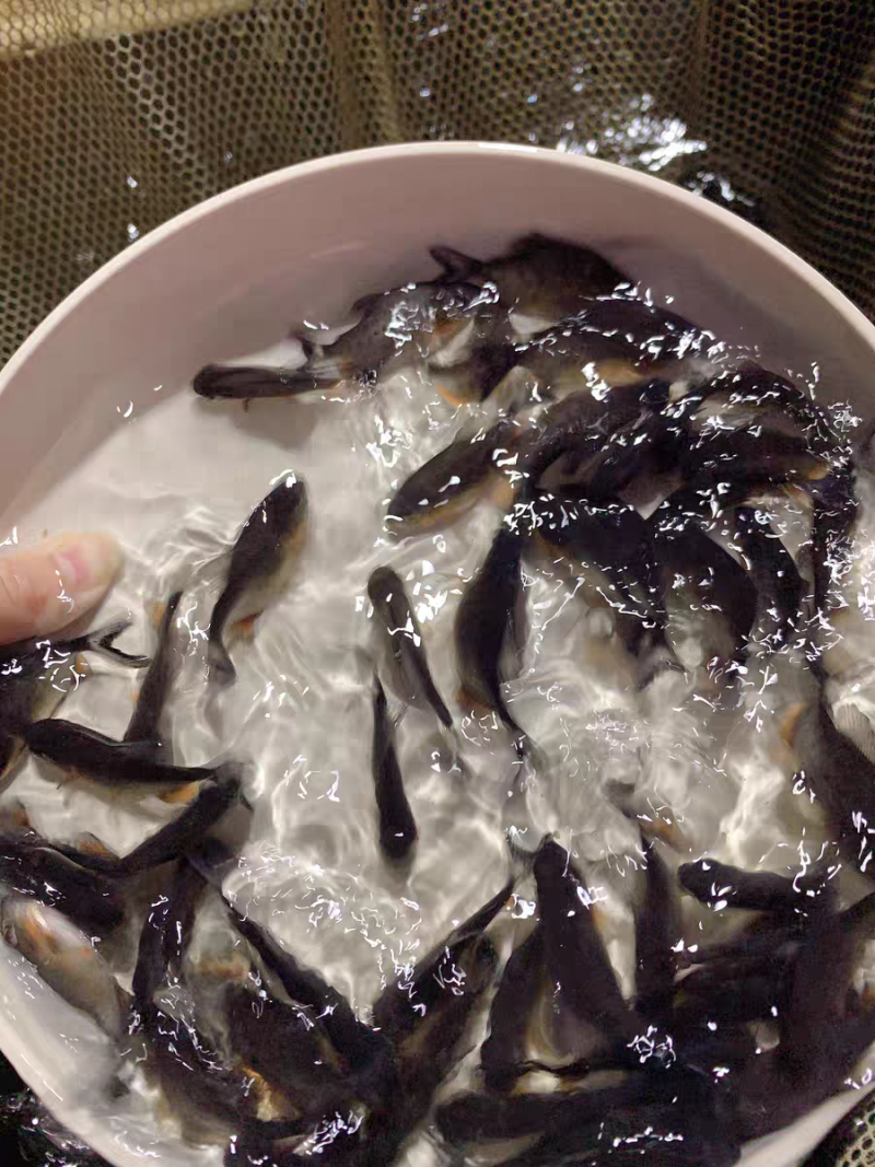 红腹鲳鱼，养殖基地直发，技术支持诚信经营，欢迎订购