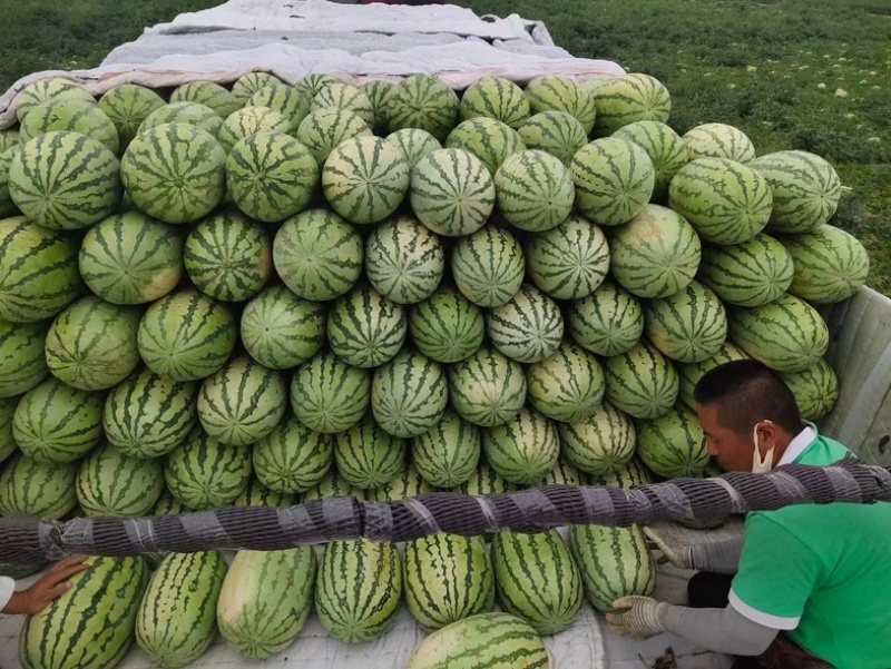 奎屯产地双红金龙大量上市，皮薄汁甜。对接全国客户。