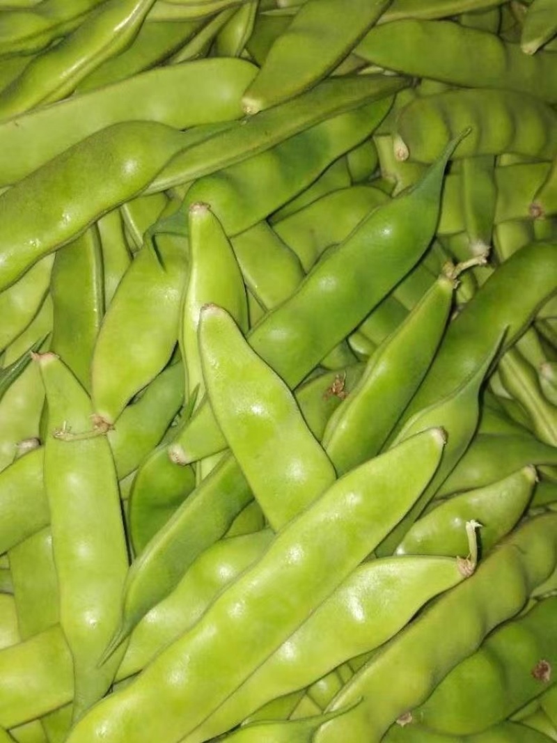 吉林产区大油豆豆角大量供应一手货源价格可来电详谈