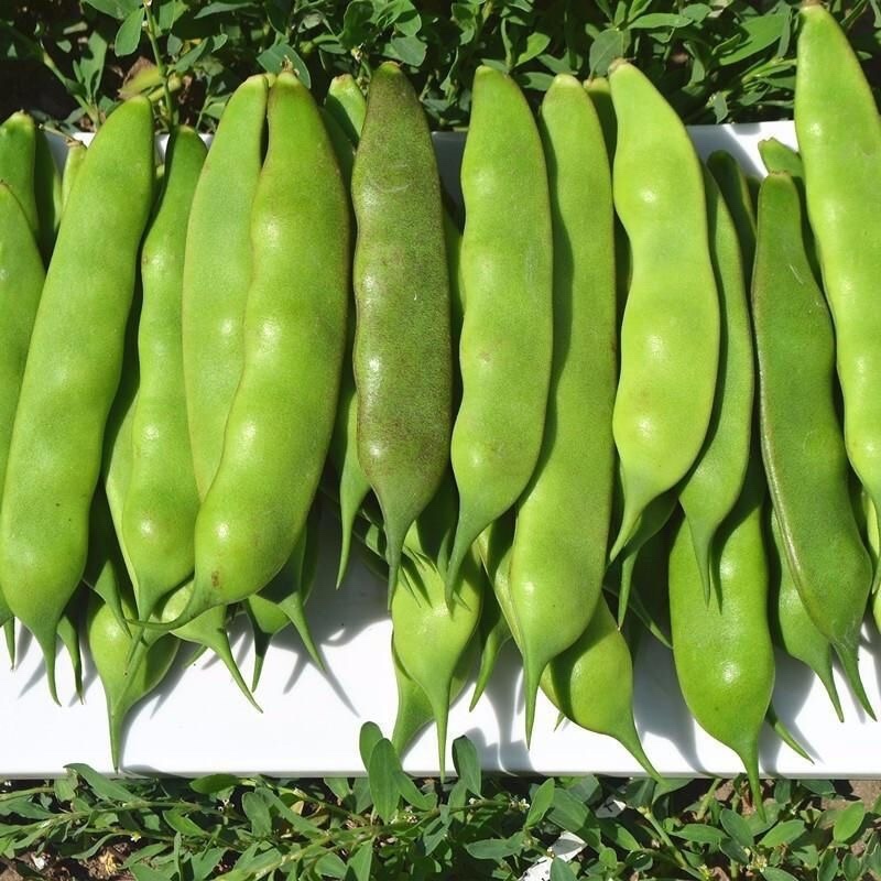 吉林产区大油豆豆角大量供应一手货源价格可来电详谈