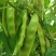 吉林产区大油豆豆角大量供应一手货源价格可来电详谈