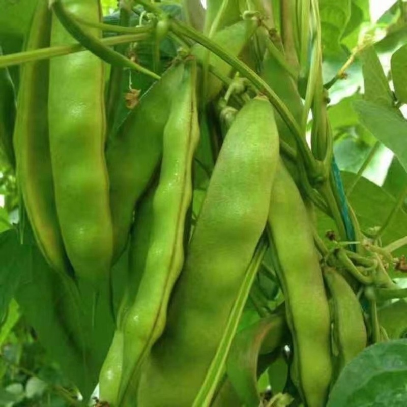 吉林产区大油豆豆角大量供应一手货源价格可来电详谈