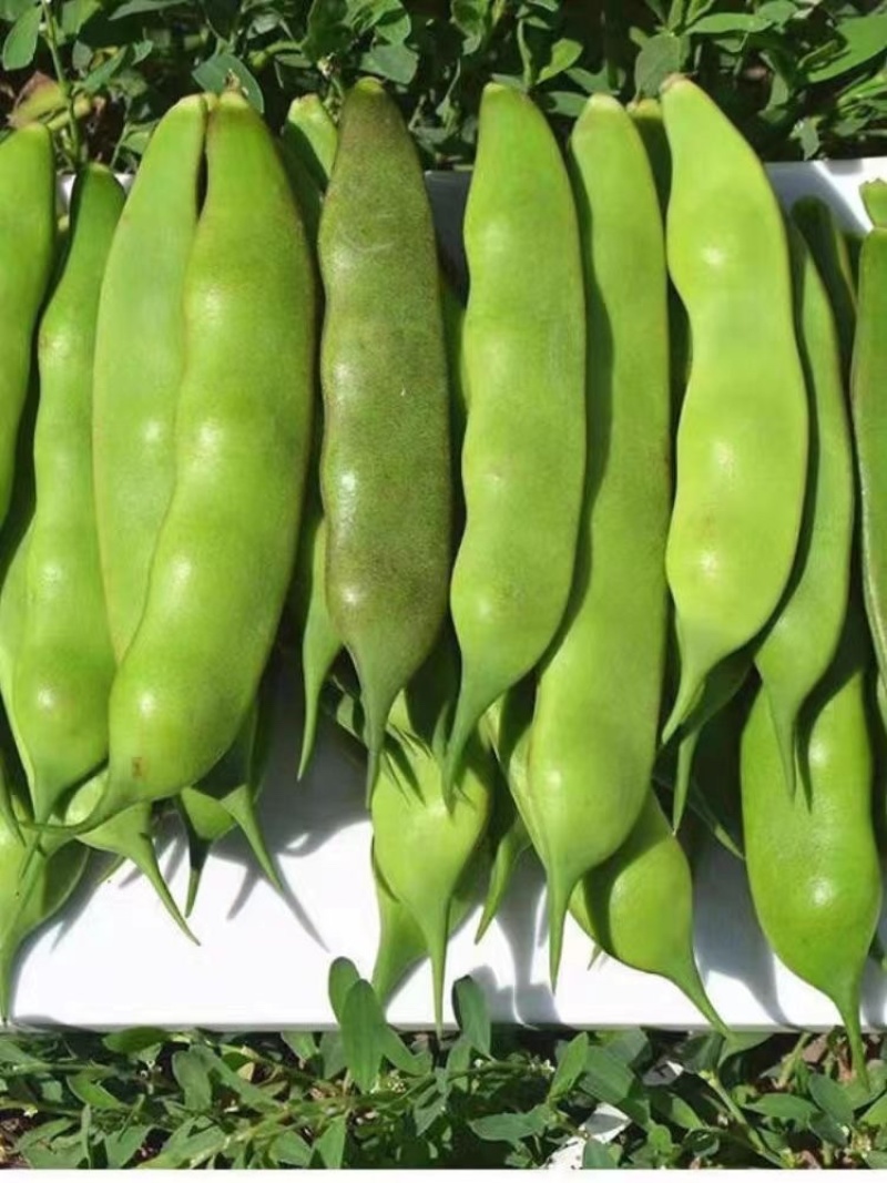 吉林产区大油豆豆角大量供应一手货源价格可来电详谈