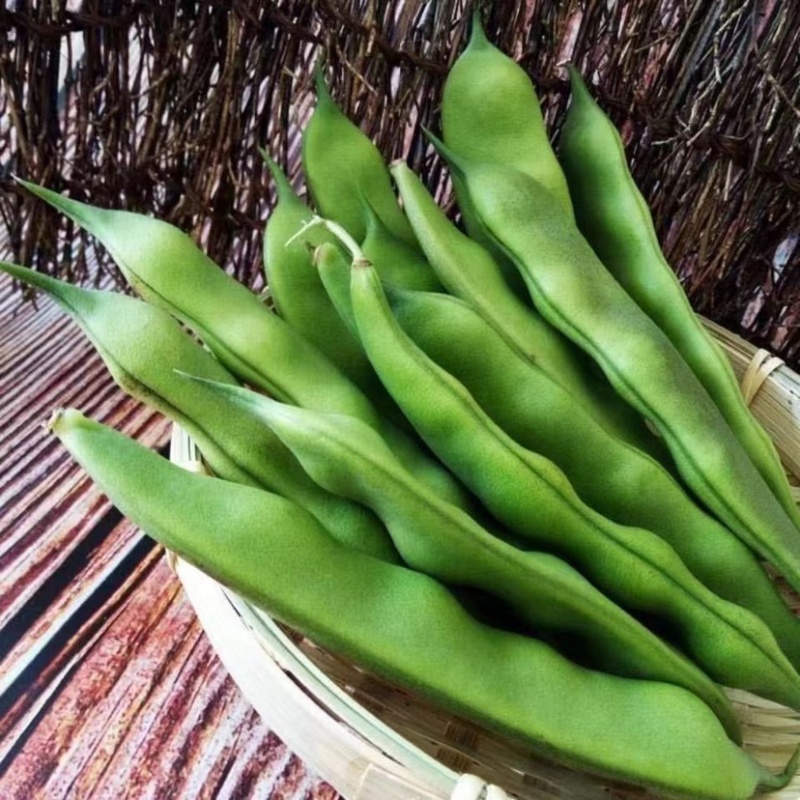 吉林产区大油豆豆角大量供应一手货源价格可来电详谈