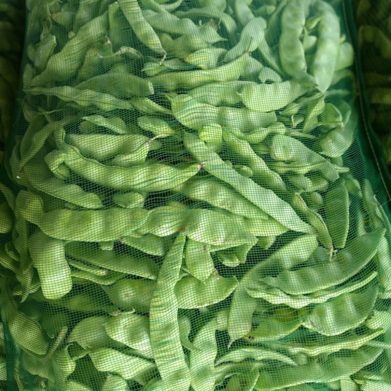 吉林产区大油豆豆角大量供应一手货源价格可来电详谈