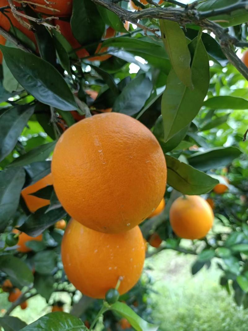 夏橙湖北秭归精品夏橙，皮薄华渣，水嫩多汁，可视频现场看货