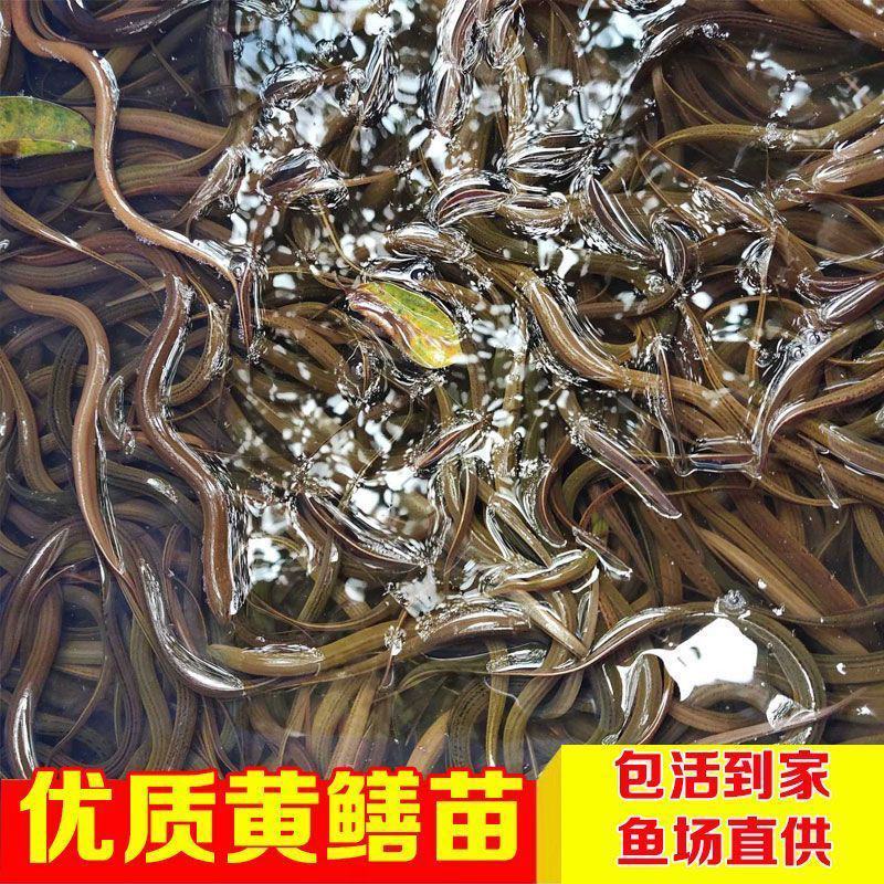 黄鳝苗产地直销黄鳝苗鳝鱼苗