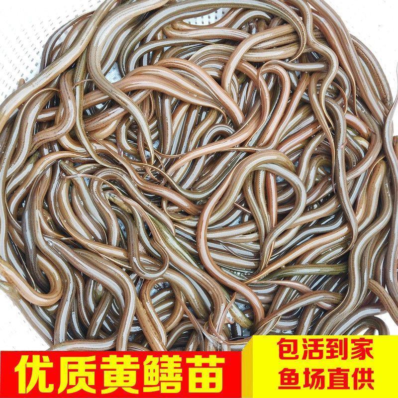 黄鳝苗产地直销黄鳝苗鳝鱼苗