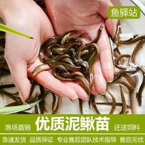 台湾泥鳅钓鱼苗本地青鳅金鳅鲜活筏钓鱼养殖淡水乌龟龙鱼宠物