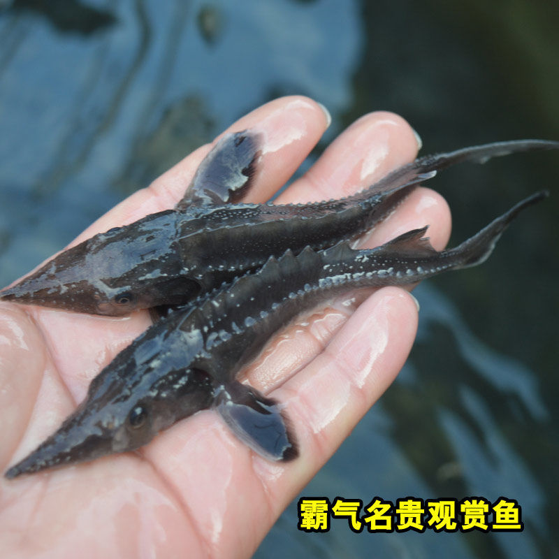 鲟龙鱼苗中华观赏鱼淡水养殖活体鱼塘鱼缸养殖大型冷水鱼尖嘴