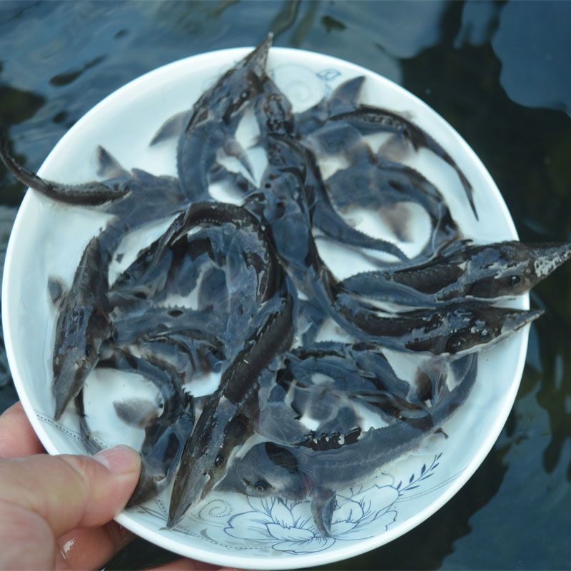 鲟龙鱼苗中华观赏鱼淡水养殖活体鱼塘鱼缸养殖大型冷水鱼尖嘴