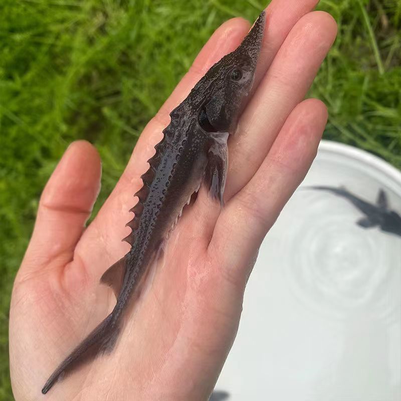 鲟龙鱼苗中华观赏鱼淡水养殖活体鱼塘鱼缸养殖大型冷水鱼尖嘴