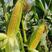 太阳花水果玉米大量上市，穗大饱满。可供电商和超市