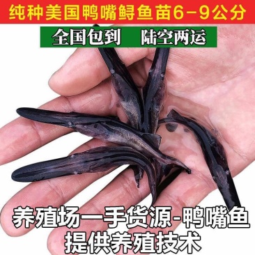 鸭嘴鱼苗，活体鱼苗品类齐全，养殖基地直发，提供技术支持