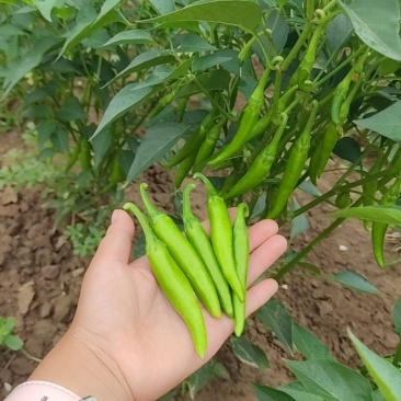 美人椒泡菜辣椒