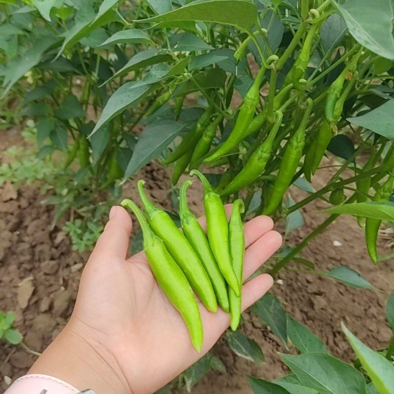 美人椒泡菜辣椒
