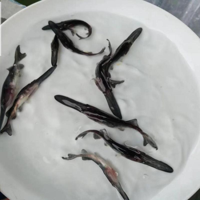 鸭嘴鱼苗，活体鱼苗品类齐全，养殖基地直发，提供技术支持